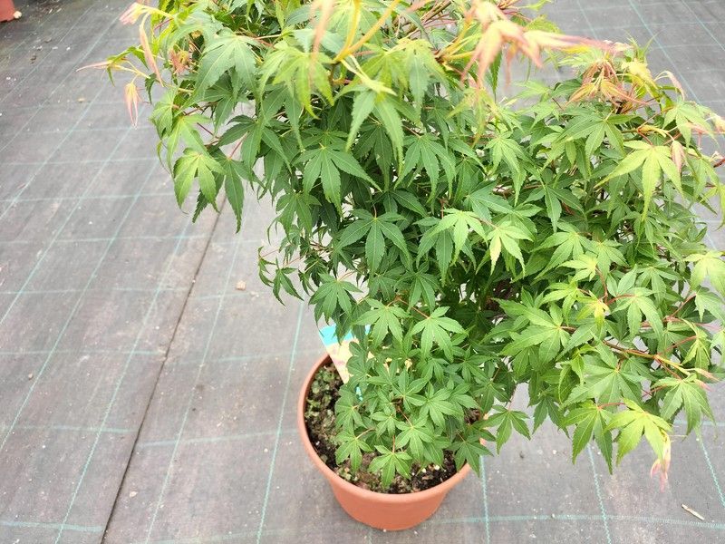 Arce japonés 'Katsura', Acer palmatum "Katsura"