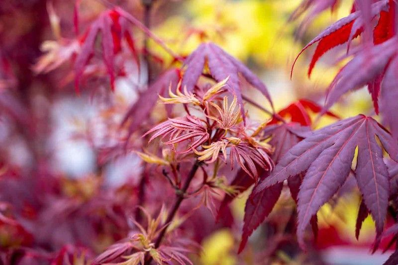Arce japonés palmeado 'Shaina', Acer palmatum "Shaina"