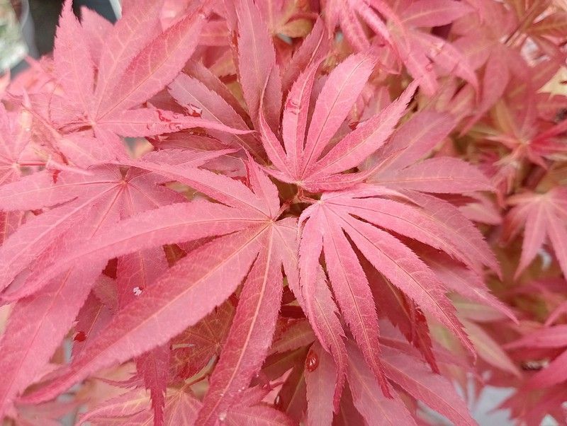 Arce japonés 'Pixie'. Acer palmatum 'Pixie'
