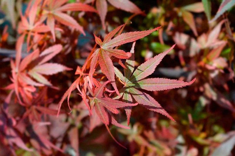 Arce japonés "Skeeters Broom", Acer palmatum "Skeeters Broom"