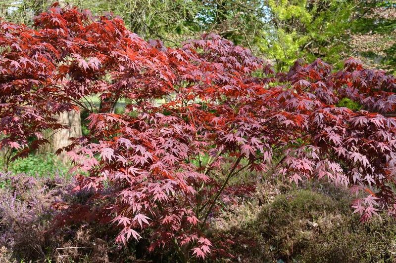 Arce japonés Trompenburg. Acer palmatum "Trompenburg"