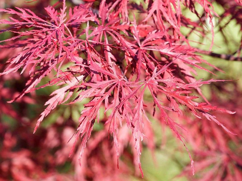 Arce japónico 'Dissectum garnet',  Acer palmatum 'Dissectum garnet'