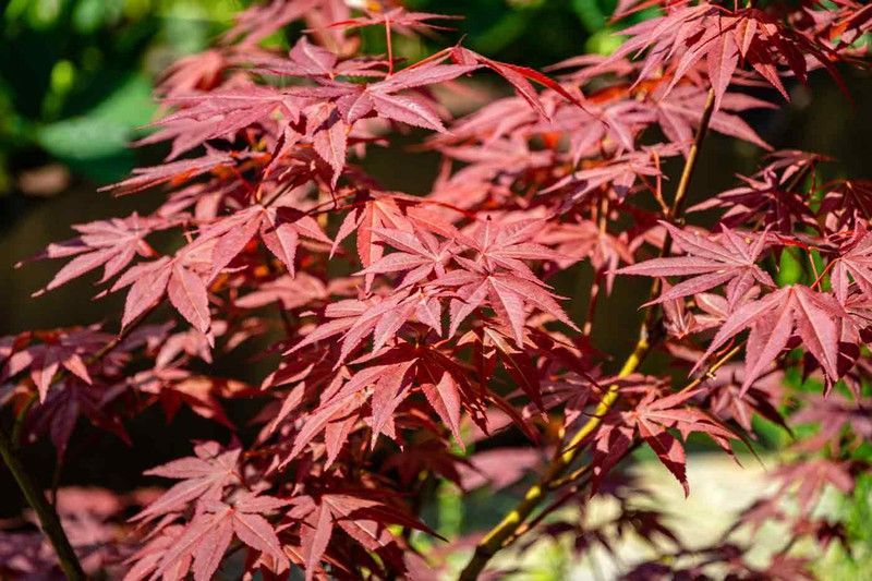 Arce rojo, Acer palmatum "Atropurpureum"