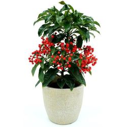 Ardisia Crenata