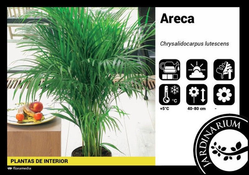 Areca (Dypsis) C-14/40cm