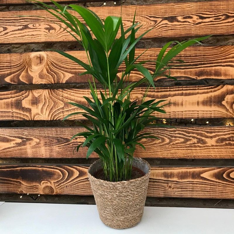 Areca en macetero de Mimbre