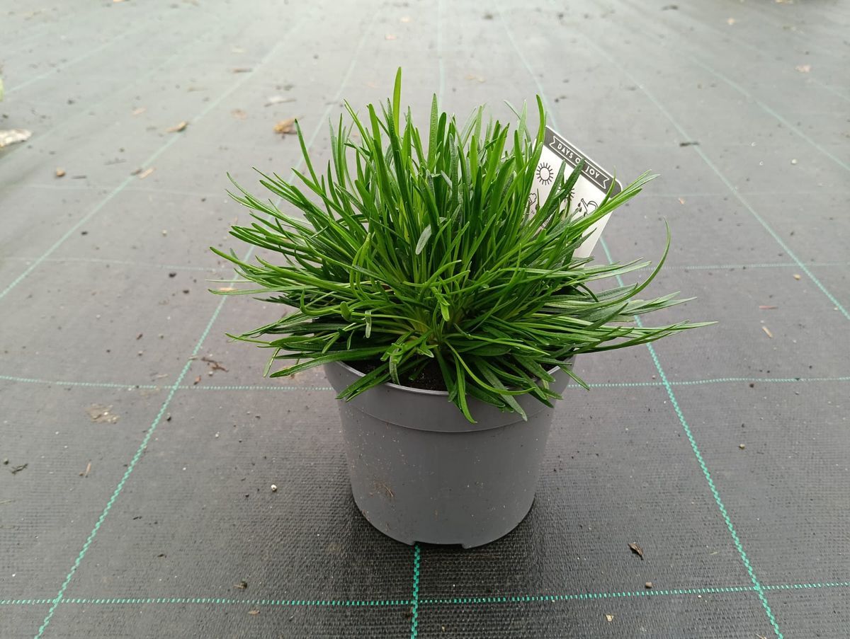 Armeria maritima "Armada rose"