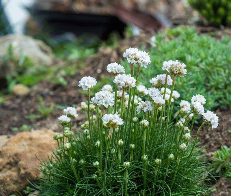 Armeria maritima "Armada white"