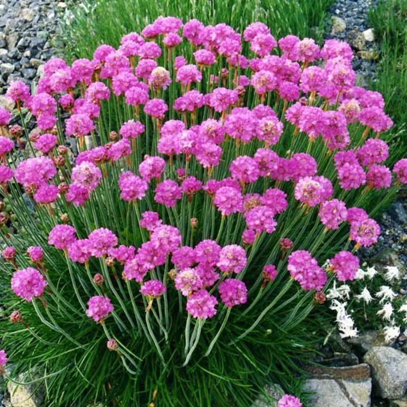 Armeria Maritima Caja 10 uds.