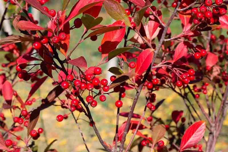 Aronia arbutifolia 'Brilliant'