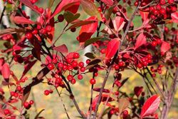 Aronia arbutifolia 'Brilliant'