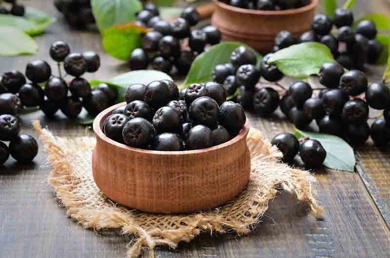 Aronia prunifolia 'Viking'