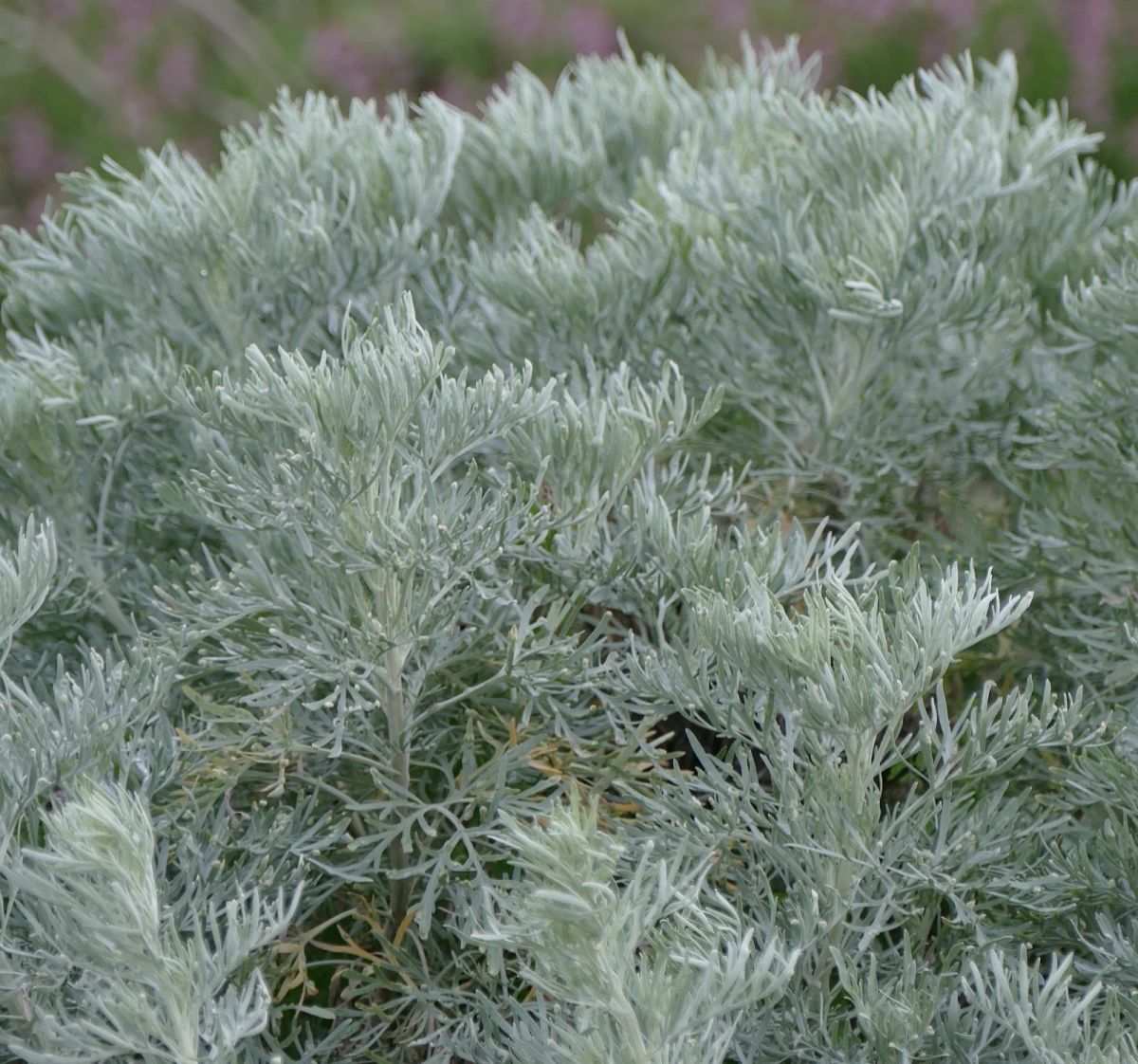 Artemisia Arborescens