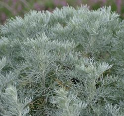 Artemisia Arborescens