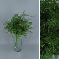 Asparagus esparraguera Preservada Teñida