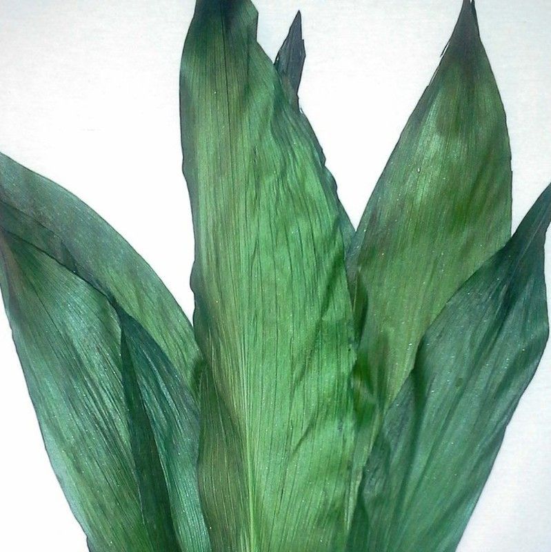 Aspidistra Preservada 10 hojas