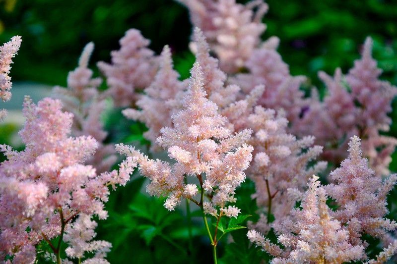 Astilbe Erika