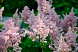 Astilbe Erika
