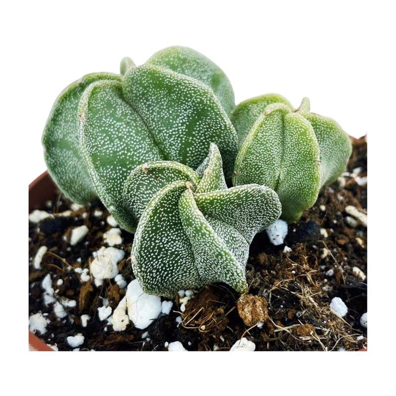 Astrophytum Myriostigma