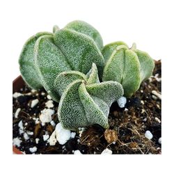 Astrophytum Myriostigma