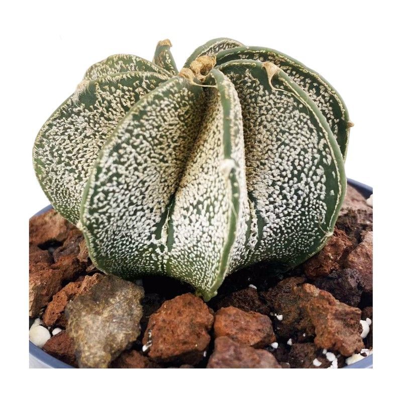 Astrophytum Myriostigma Multicostatum