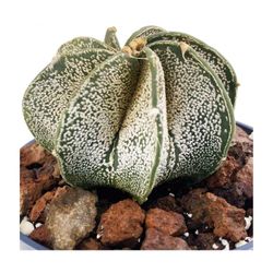 Astrophytum Myriostigma Multicostatum
