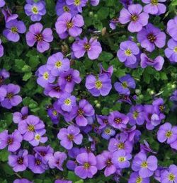 Aubrieta Cultorum Caja 6 uds.