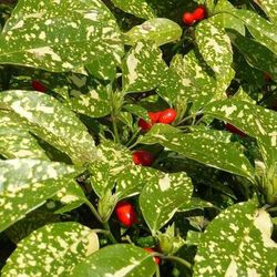 Aucuba Japónica (Cubana)