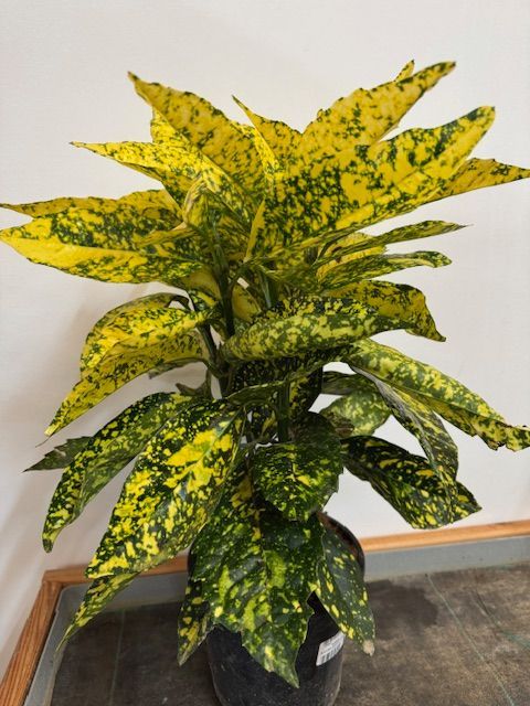 AUCUBA JAPONICA M-19