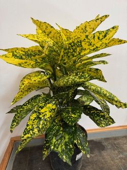 AUCUBA JAPONICA M-19