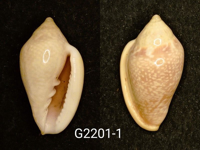 Austroginella muscaria