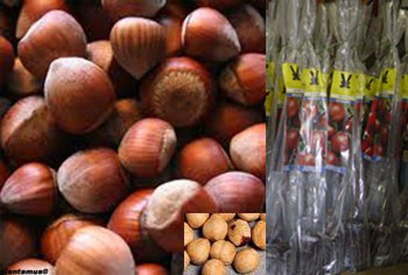 Avellano Negreta en cepellón. Corylus avellana