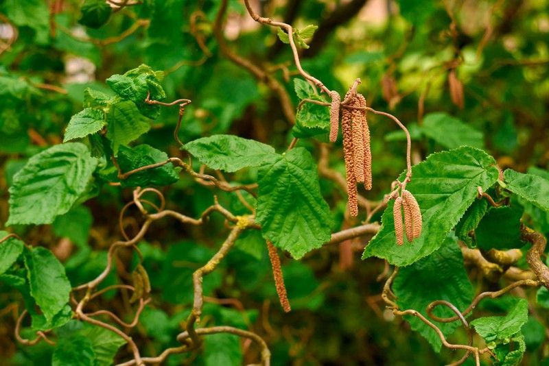 Avellano tortuoso, Corylus avellana contorta