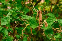 Avellano tortuoso, Corylus avellana contorta