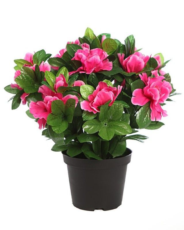 Azalea artificial