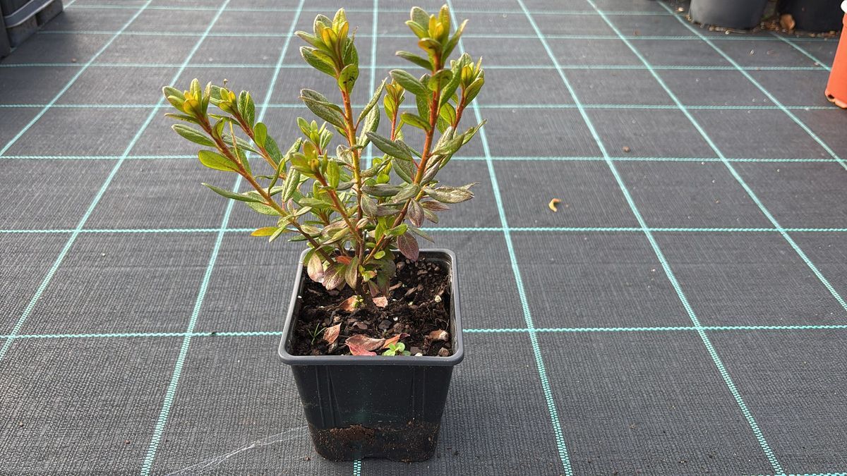 Azalea japonica Orange beauty