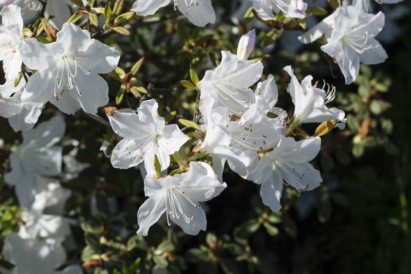 Azalea japónica Pleasent white