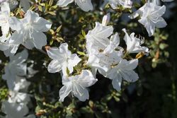 Azalea japónica Pleasent white