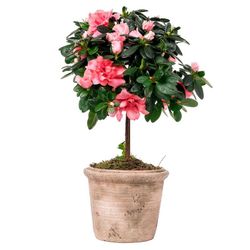 Azaleas de Copa