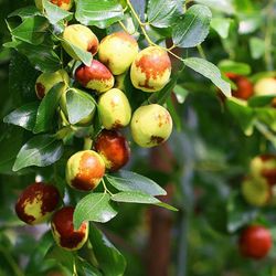 Azufaifo ZIZIPHUS JUJUBA