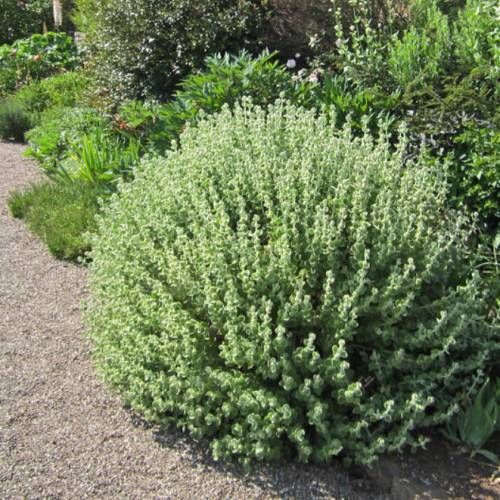 Ballota pseudodictamnus