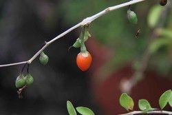Bayas de Goji planta en maceta
