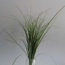 Beargrass Preservado