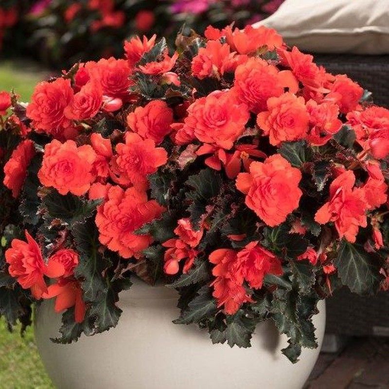 Begonia Belina