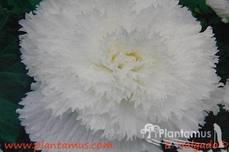 BEGONIA DOBLE BLANCA