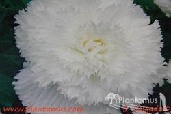 BEGONIA DOBLE BLANCA
