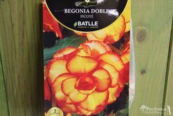 BEGONIA DOBLE PICOTE