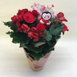 Begonia Elatior San Valentin