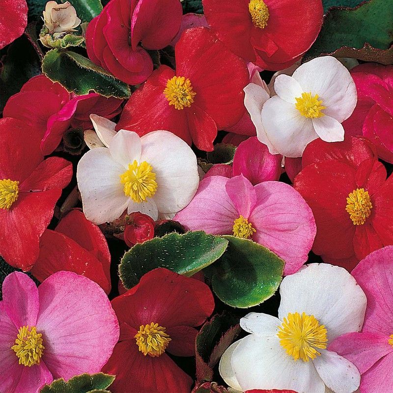 Begonia Semperflorens Caja de 15 uds.
