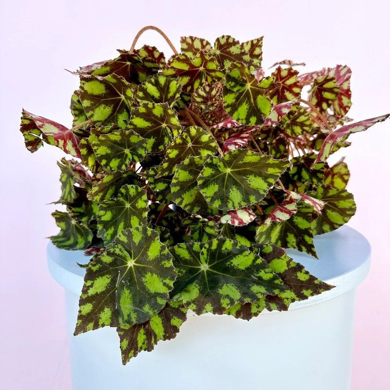 Begonia Tiger